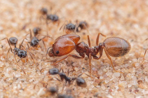 Pheidole psammophilaPheidole psammophila