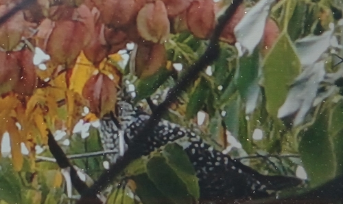 Asian Koel