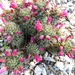 Mammillaria mazatlanensis mazatlanensis - Photo (c) Eri Pagaza, όλα τα δικαιώματα διατηρούνται, uploaded by Eri Pagaza