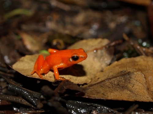 Golden Mantella