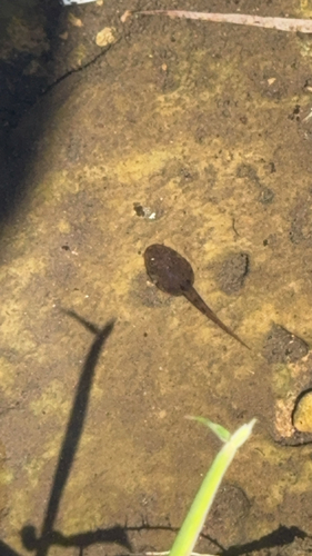 Giant Spiny Frog