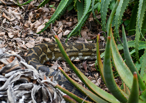 Coastal Carpet Python sighting