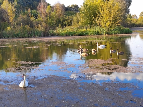 Mute Swan