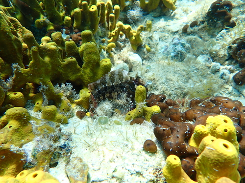 Parablennius gattorugine