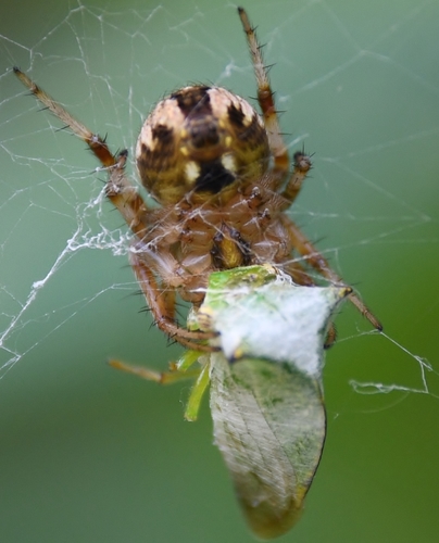 Arabesque Orbweaver