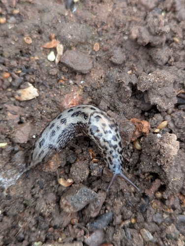 Limax maximus