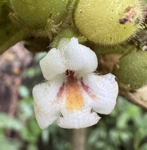 Cyrtandra sandei