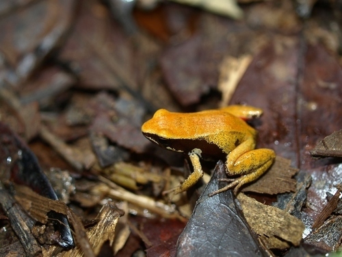 Yellow Mantella