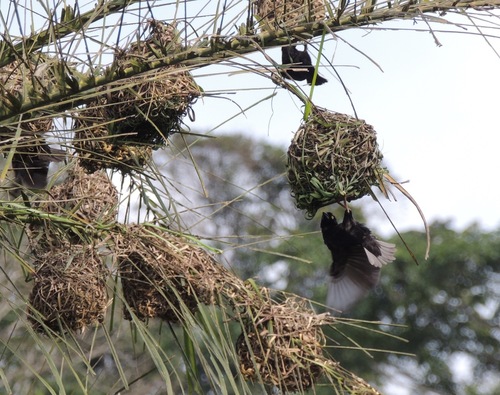 Vieillot's Black Weaver