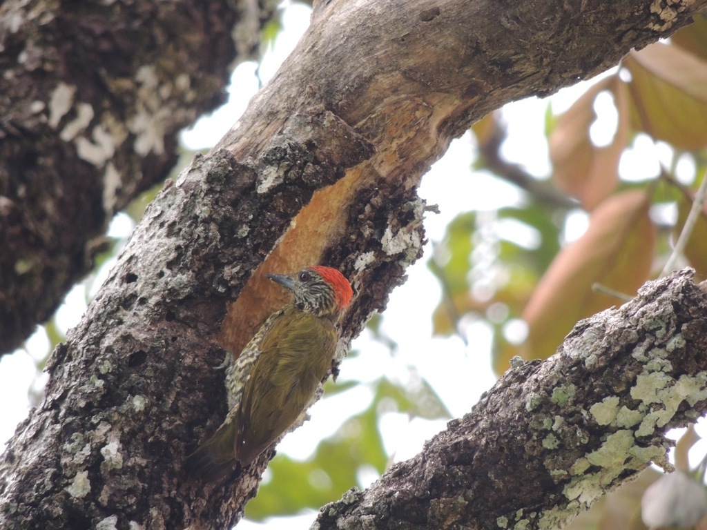 Gabon Woodpecker photo