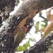 Gabon Woodpecker - Photo (c) Giovanni Boano, all rights reserved, uploaded by Giovanni Boano