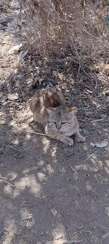 African Wildcat