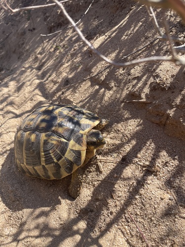 Testudo hermanni hermanni