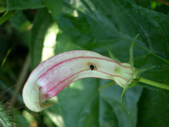 Centropogon cornutus image