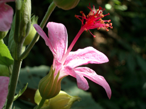 Pavonia dasypetala