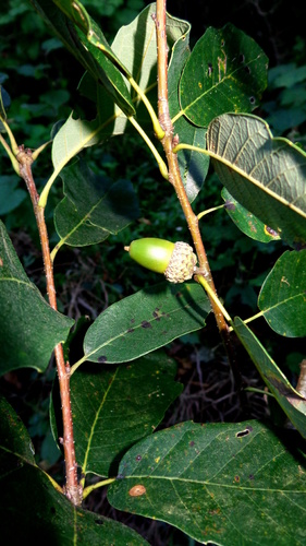 Quercus monterreyensis