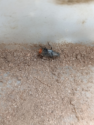 Xenopygus analis