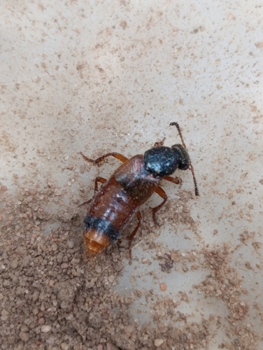 Xenopygus bicolor