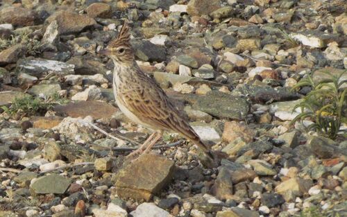 Thekla's Lark