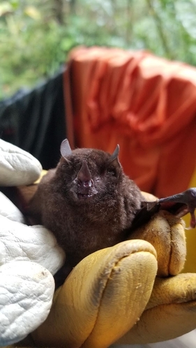 hairy little fruit bat (Rhinophylla alethina) — Near Threatened Mammalia