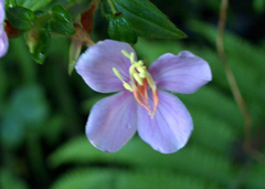 Monochaetum trichophyllum image