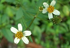 Bidens alba image