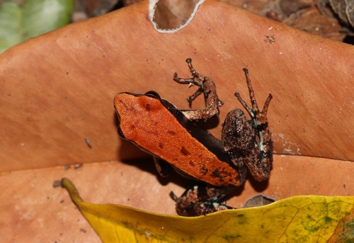 Bronze Mantella