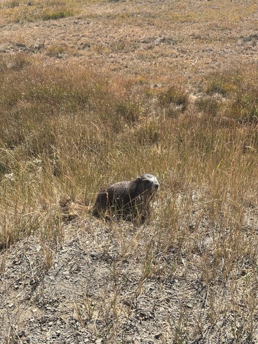 Olympic Marmot observed by fossilforager