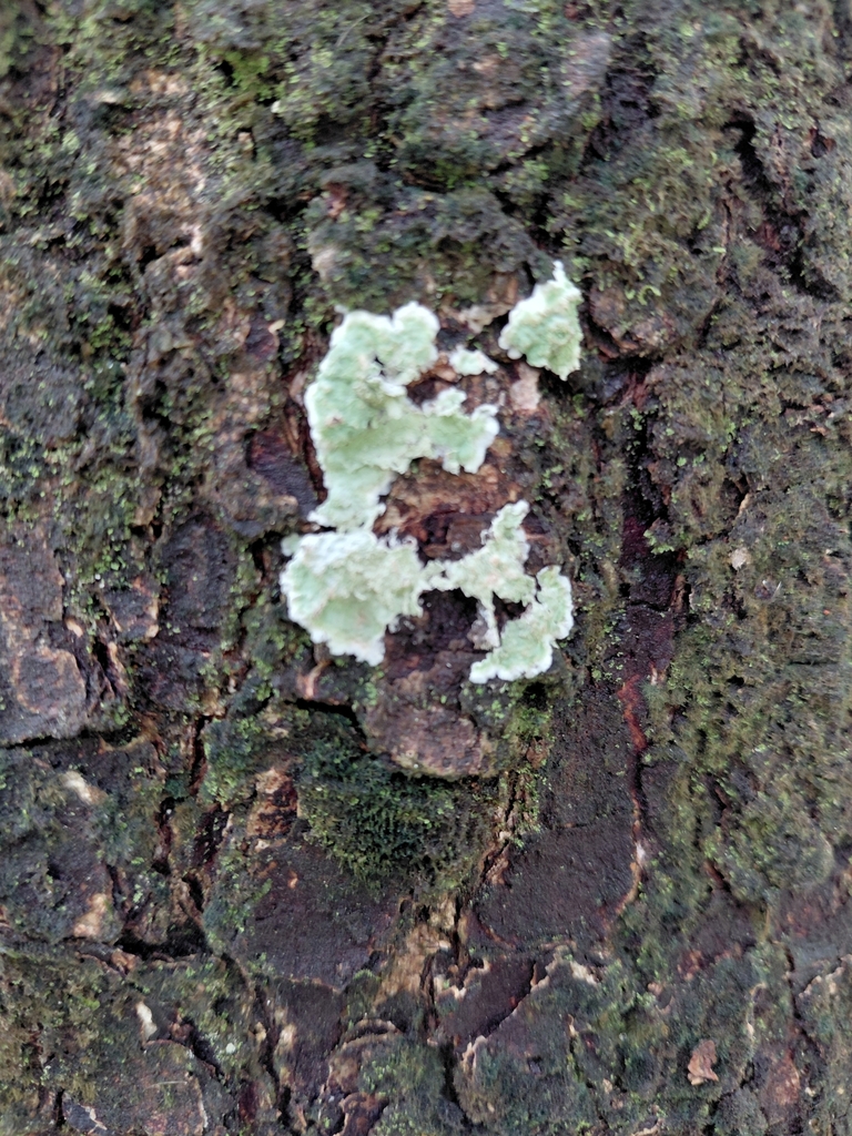 Observation from Hyrcanian Forests