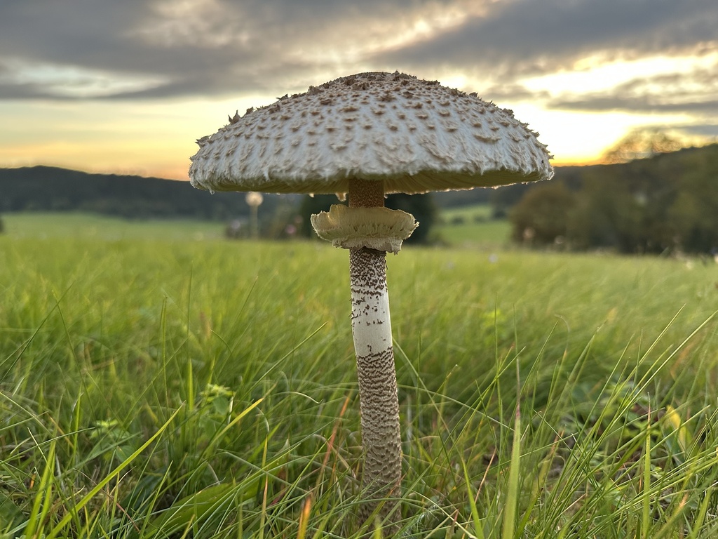 Observation from Hyrcanian Forests