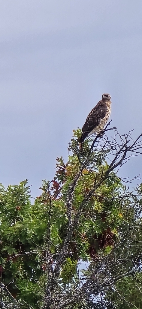 Observation from Hyrcanian Forests