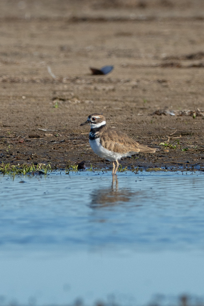 Observation from Djoudj National Bird Sanctuary