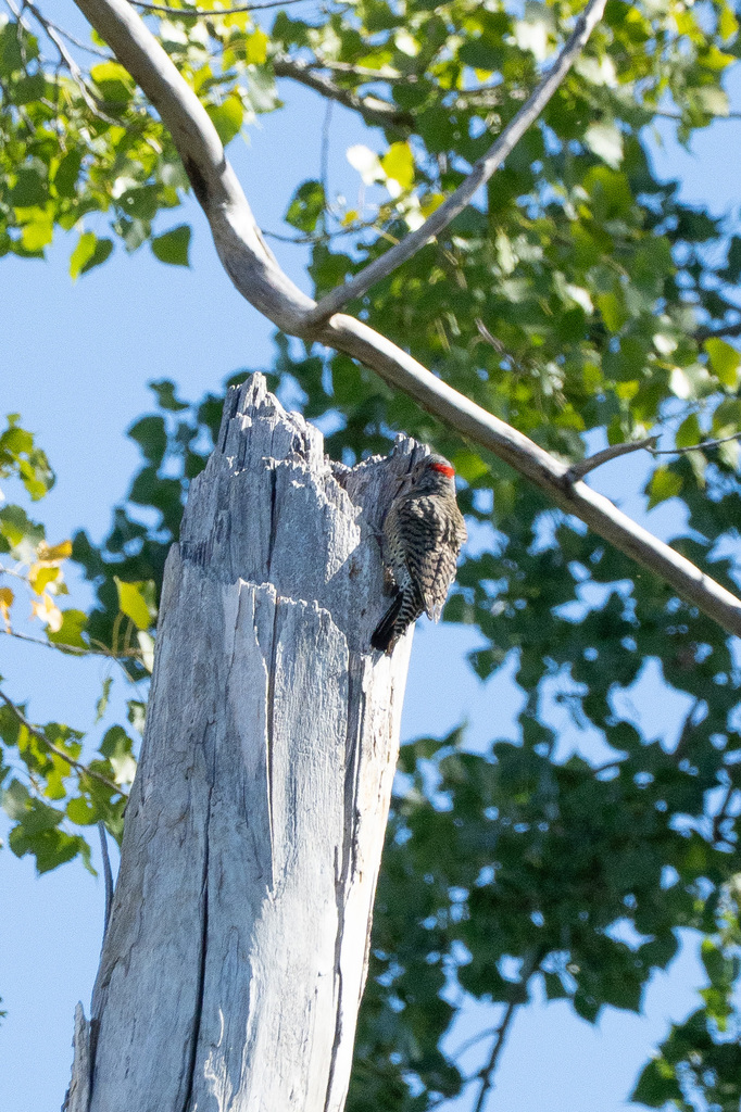 Observation from Djoudj National Bird Sanctuary