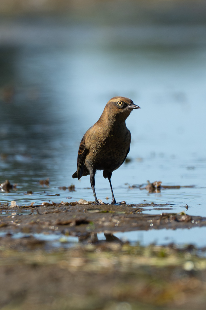 Observation from Djoudj National Bird Sanctuary