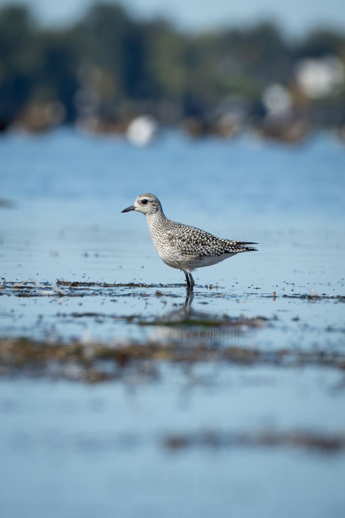 Observation from Djoudj National Bird Sanctuary