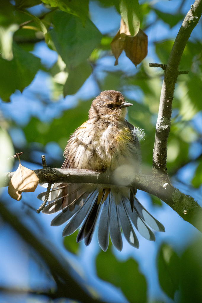 Observation from Djoudj National Bird Sanctuary