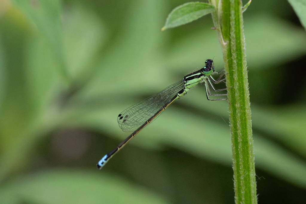 Observation from Cape Floral Region Protected Areas