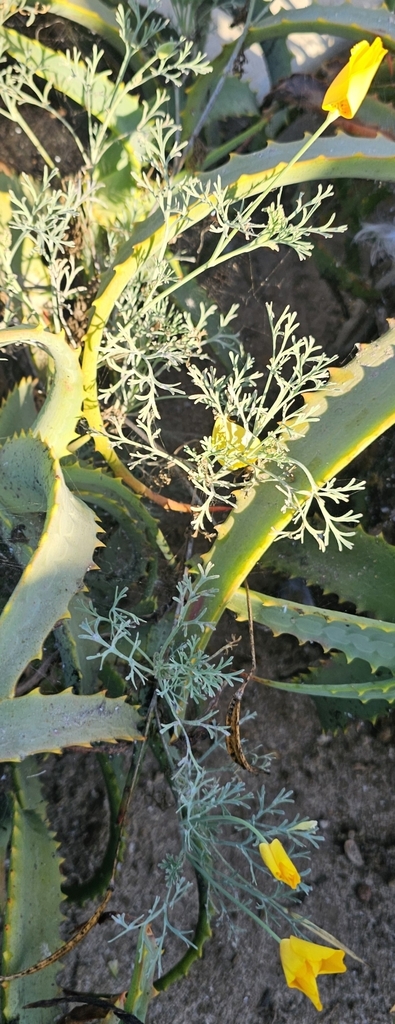 Observation from Cape Floral Region Protected Areas