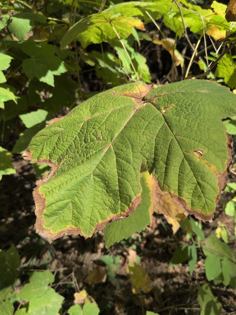 Observation from Cape Floral Region Protected Areas