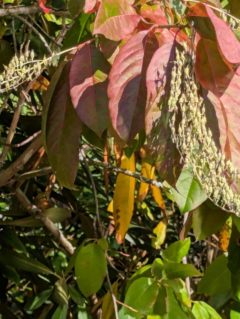 Observation from Ivindo National Park
