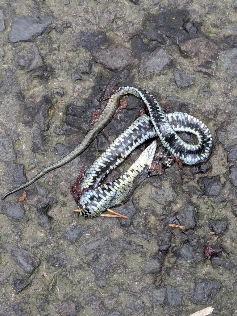 Observation from Ivindo National Park