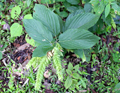 Flemingia strobilifera image