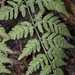 Pteris chilensis - Photo (c) Rogers Concha, all rights reserved, uploaded by Rogers Concha