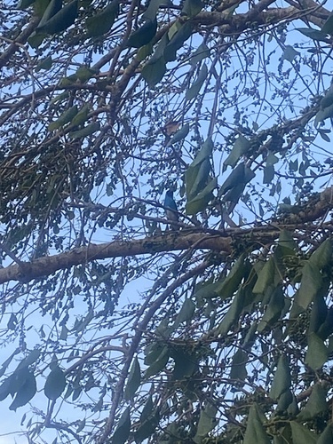 Swallow Tanager