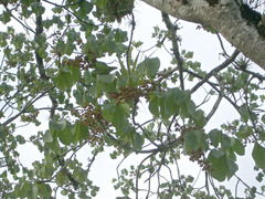 Sterculia apetala image