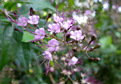 Hirtella racemosa image