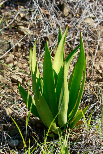 Agave eggersiana