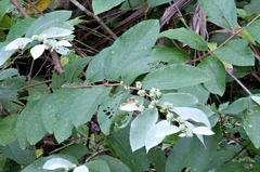 Waltheria glomerata image