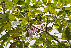 Tabebuia rosea image