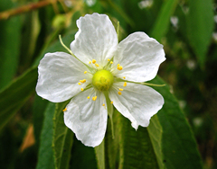 Muntingia calabura image